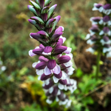 Acanthus - De Vroomen CA