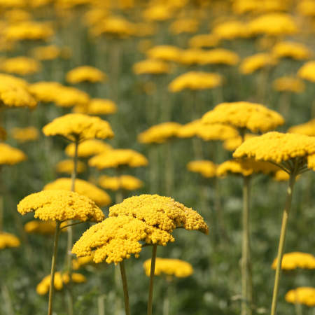 Achillea - De Vroomen CA