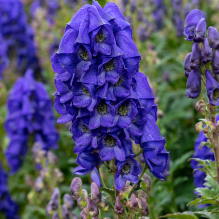 Aconitum - De Vroomen CA