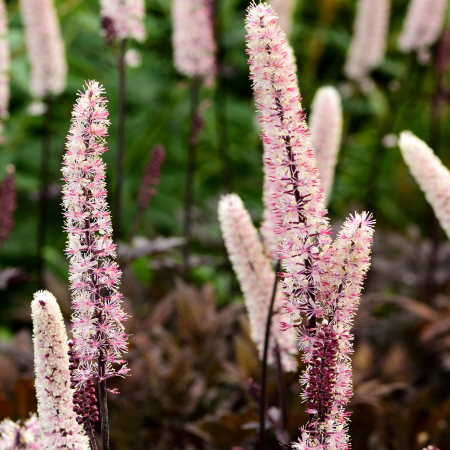 Actaea - De Vroomen CA
