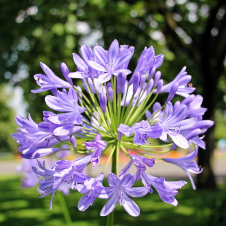Agapanthus - De Vroomen CA