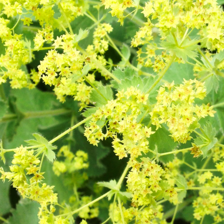 Alchemilla - De Vroomen CA