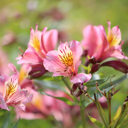 Alstroemeria - De Vroomen CA