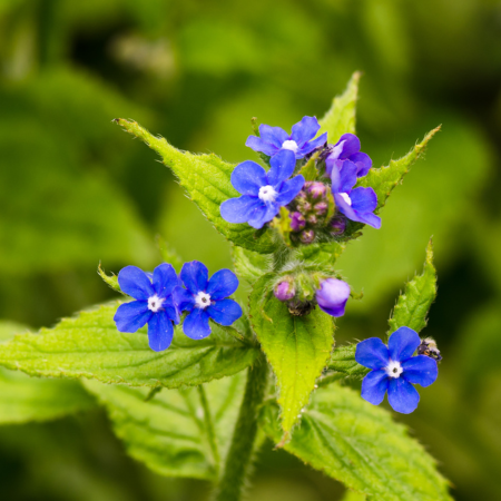 Anchusa - De Vroomen CA