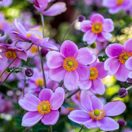 Anemone - De Vroomen CA