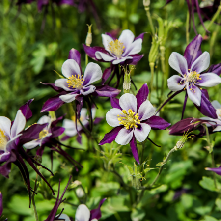 Aquilegia - De Vroomen CA