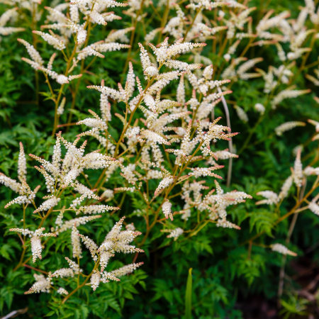 Aruncus - De Vroomen CA