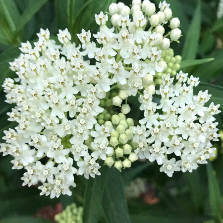 Asclepias - De Vroomen CA