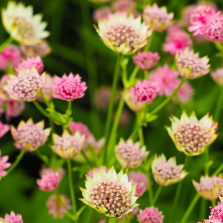 Astrantia - De Vroomen CA