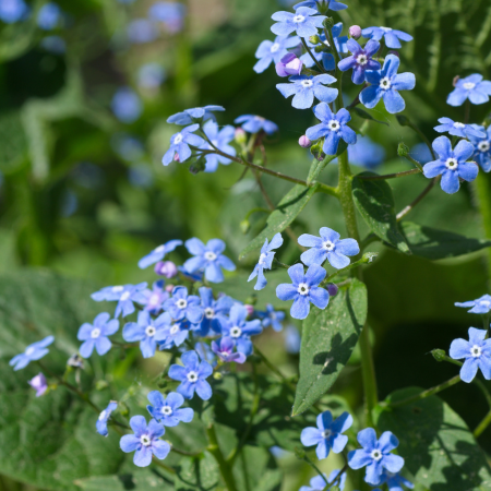 Brunnera - De Vroomen CA