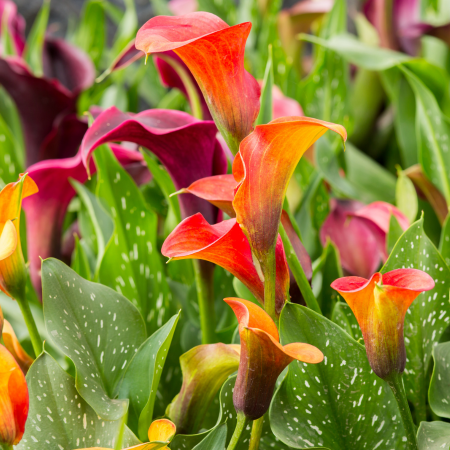 Calla - De Vroomen CA