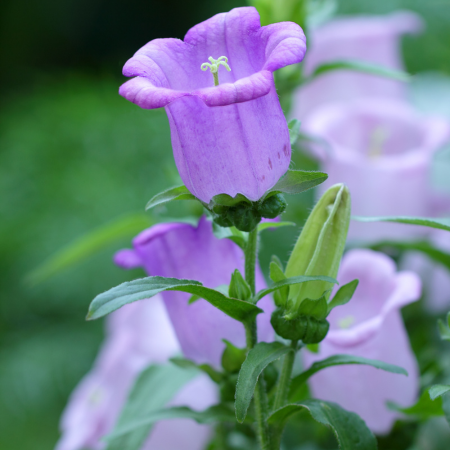 Campanula - De Vroomen CA