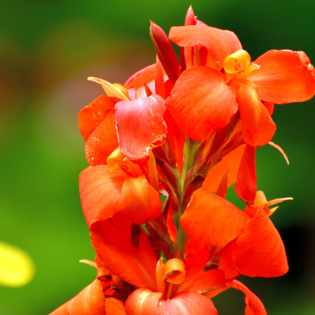 Canna - De Vroomen CA