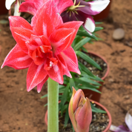 Amaryllis - De Vroomen CA