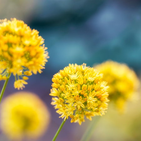 Bees & Butterflies - De Vroomen CA