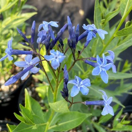 Amsonia - De Vroomen CA