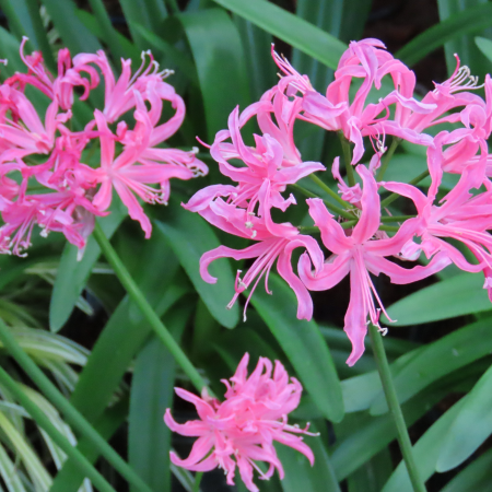 Nerine - De Vroomen CA