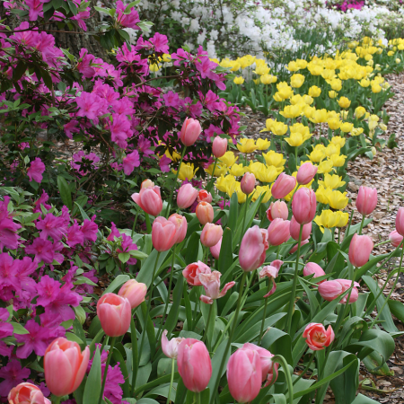 Border Garden - De Vroomen CA