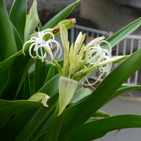 Crinum - De Vroomen CA