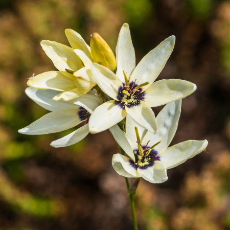 Ixia - De Vroomen CA