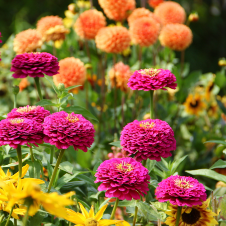 Inspiration Blends - De Vroomen CA