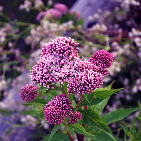Eupatorium - De Vroomen CA