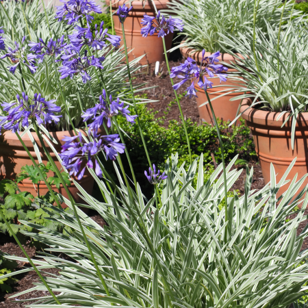 Patio City Garden - De Vroomen CA