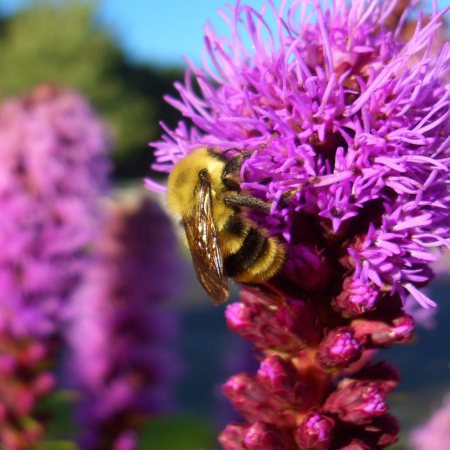 Bees and Butterflies - De Vroomen CA