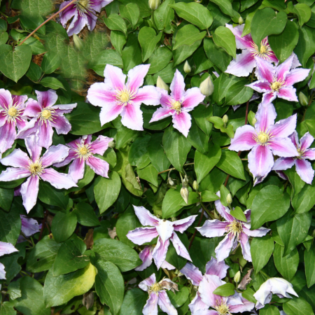 Clematis - De Vroomen CA