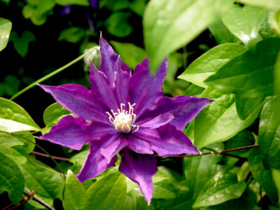 CLEMATIS HAKU OKAN