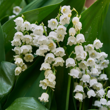 Convallaria - De Vroomen CA