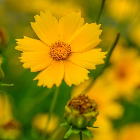 Coreopsis - De Vroomen CA