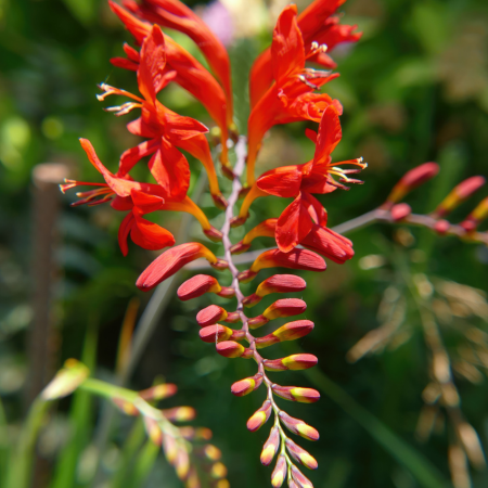 Crocosmia - De Vroomen CA