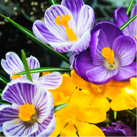 Crocus - De Vroomen CA