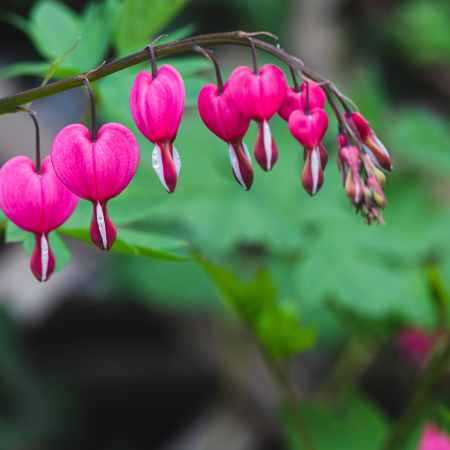Dicentra - De Vroomen CA