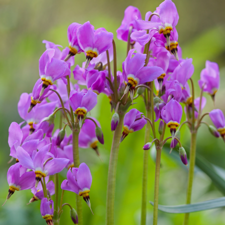 Dodecatheon - De Vroomen CA