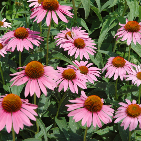 Echinacea - De Vroomen CA