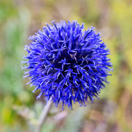Echinops - De Vroomen CA