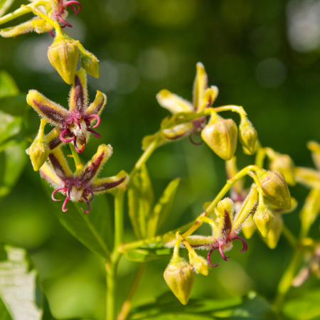 Epimedium - De Vroomen CA