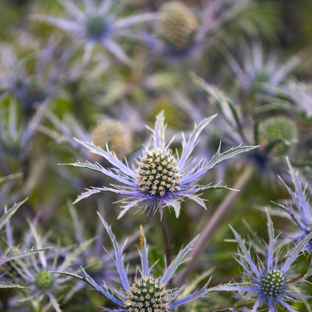 Eryngium - De Vroomen CA