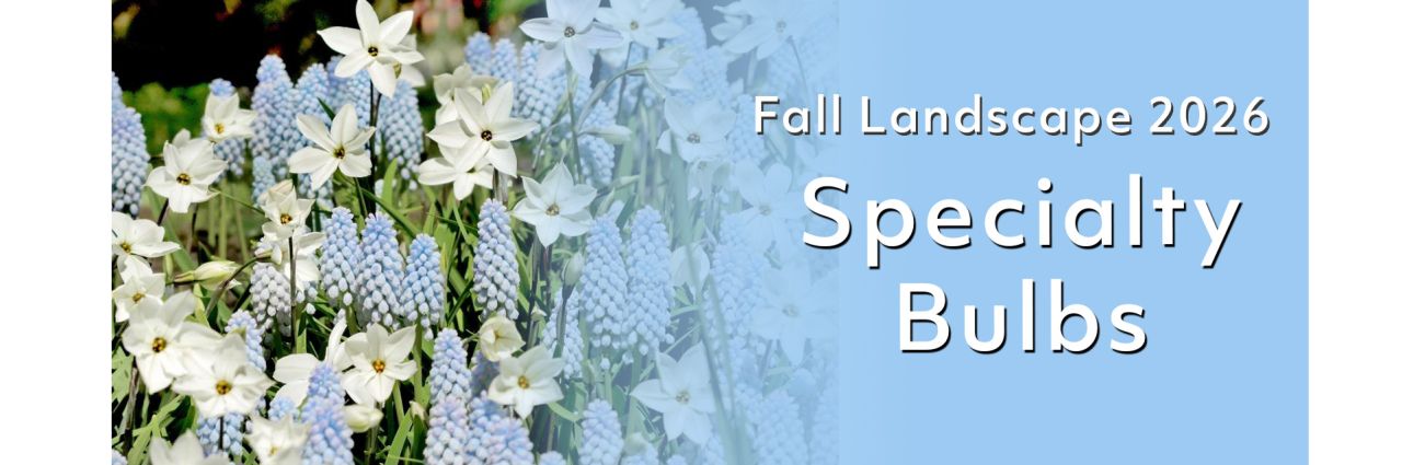 Spring Wholesale