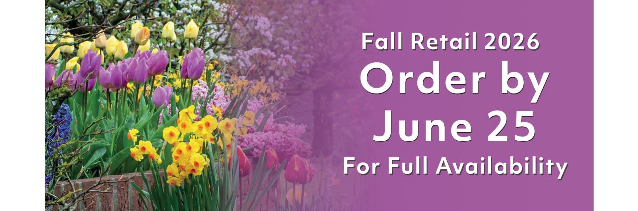 Fall Landscape - Tulips