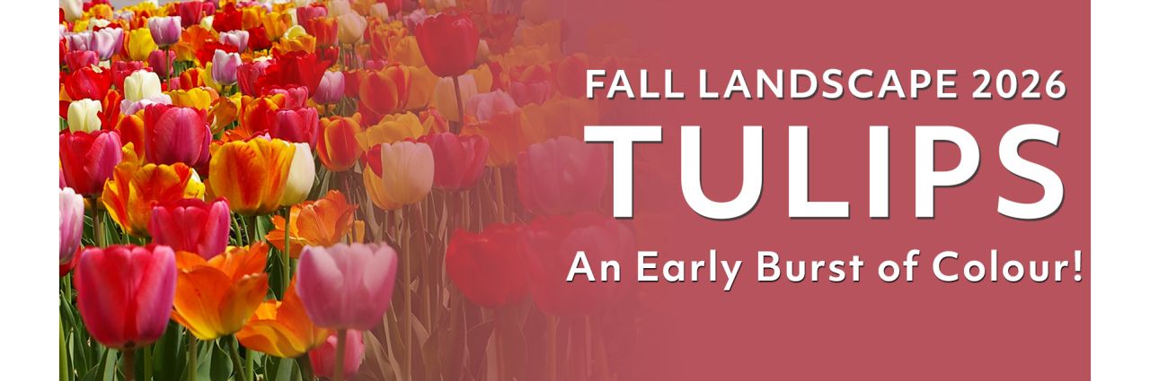 Fall Landscape - Tulips