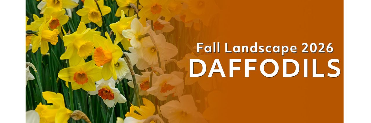 Fall Landscape - Tulips
