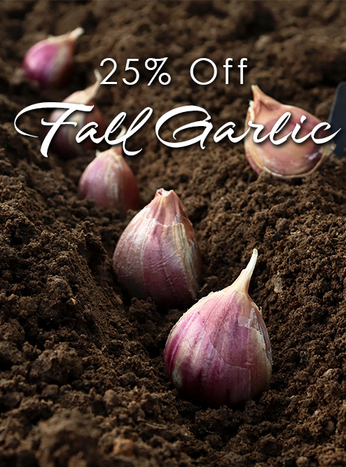 25% off Fall Garlic