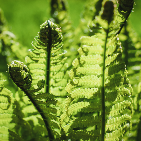 Fern - De Vroomen CA