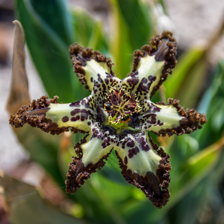 Ferraria - De Vroomen CA