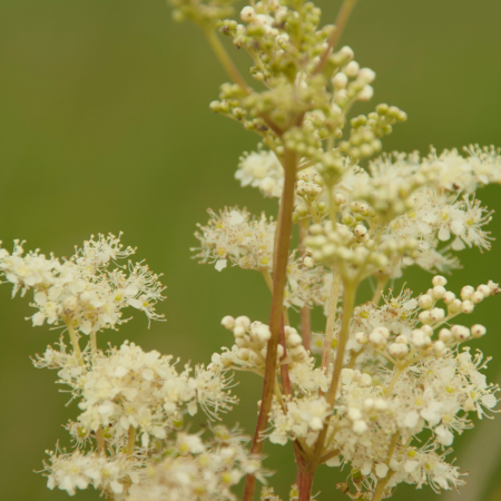 Filipendula - De Vroomen CA