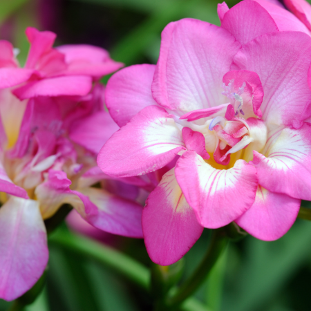 Freesia - De Vroomen CA