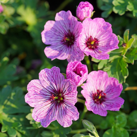 Geranium - De Vroomen CA